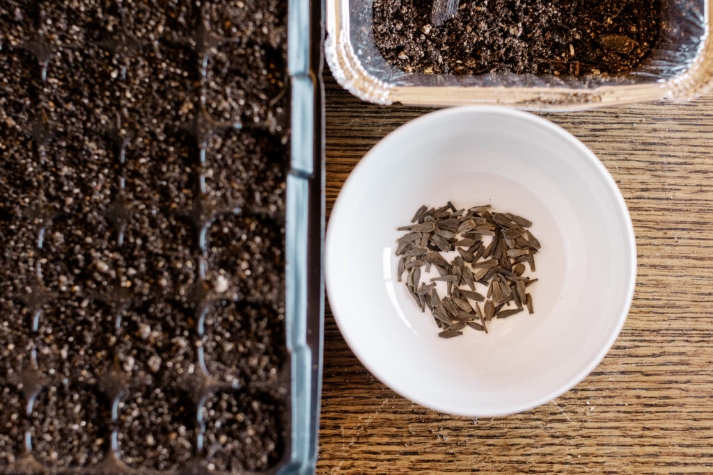 Start Dahlia Seeds Indoors for Stronger Plants and Earlier Blooms