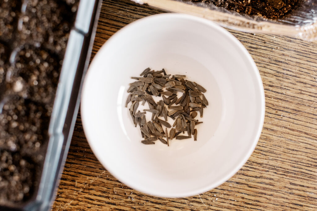 Start Dahlia Seeds Indoors for Stronger Plants and Earlier Blooms