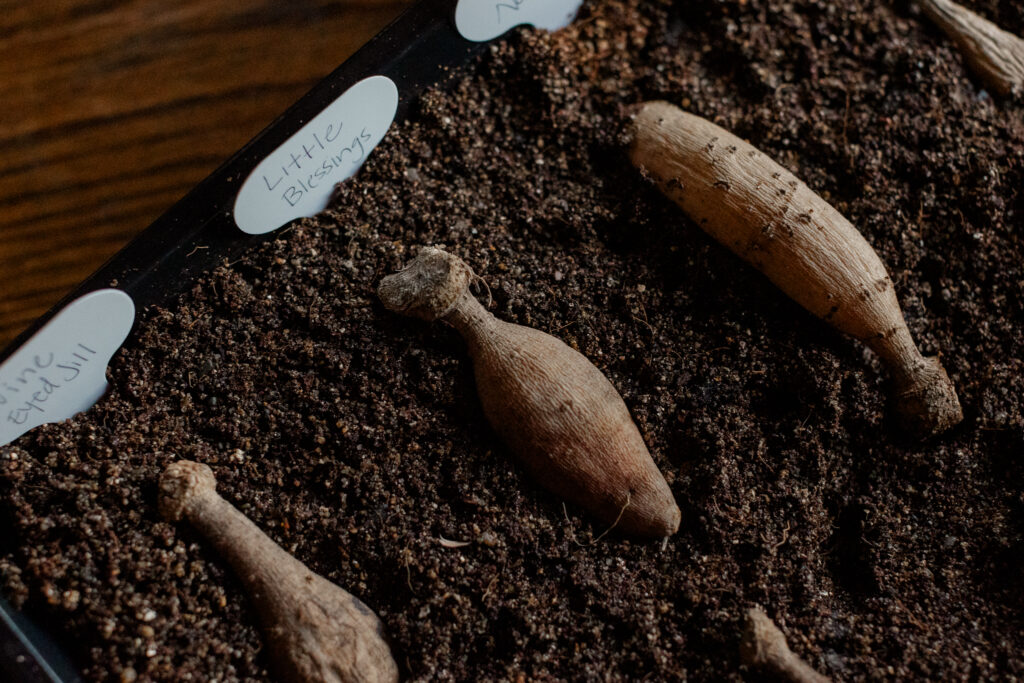 Dahlia Tubers waking up in soil