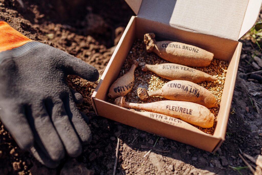 Open box of labeled dahlia tubers resting beside freshly worked garden soil and a gloved hand preparing for spring planting.