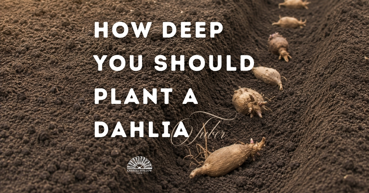 Freshly planted dahlia tubers resting in a soil trench with text overlay reading “How Deep You Should Plant a Dahlia Tuber” for a spring dahlia planting guide.