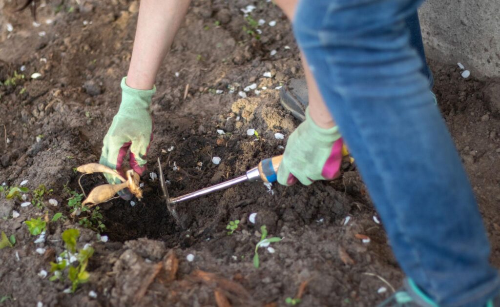 Hands wearing gardening gloves planting a dahlia tuber into freshly turned soil in a spring garden bed.