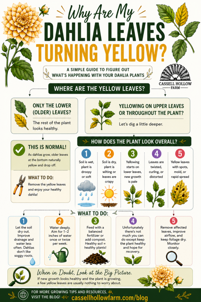 Infographic showing common causes of yellow dahlia leaves, including normal aging, overwatering, underwatering, nutrient deficiencies, herbicide drift, and disease.