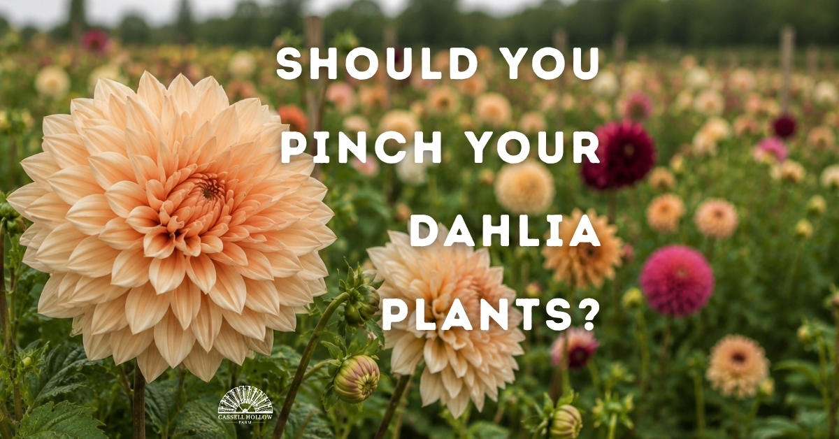 Dahlia blooms growing in a flower farm field with text asking whether dahlia plants should be pinched.