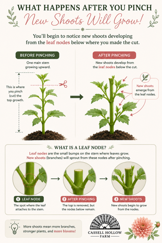Infographic showing how new shoots develop from leaf nodes after pinching a dahlia plant, including before and after illustrations of branching growth.