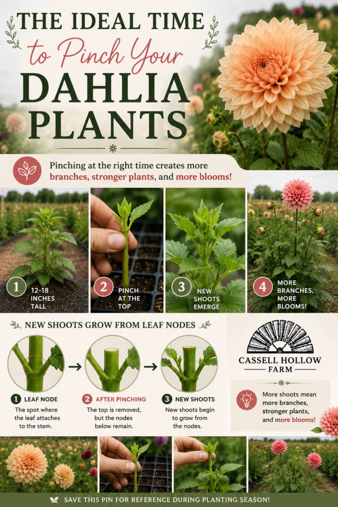 Pinterest-style infographic showing when and how to pinch dahlia plants, including ideal plant height, where to make the cut, how new shoots develop, and the benefits of pinching for stronger plants and more blooms.