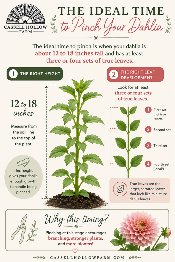 Infographic showing the ideal time to pinch dahlia plants when they are 12 to 18 inches tall and have three to four sets of true leaves.
