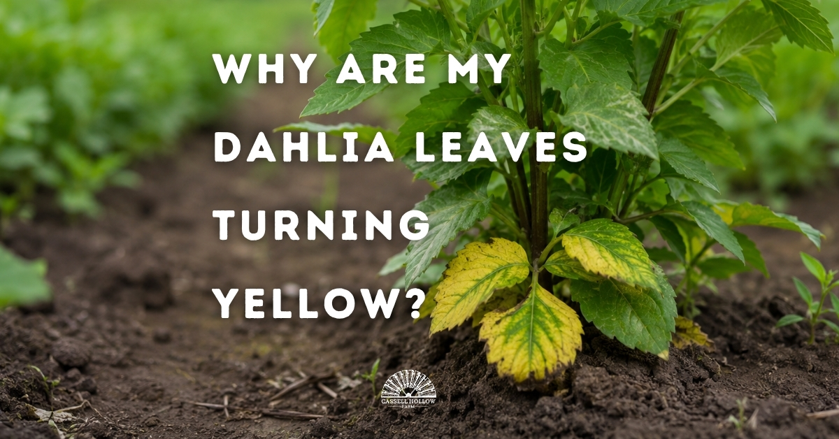 Healthy dahlia plant with a few yellow lower leaves growing in a flower field, featured as a blog header about diagnosing yellow dahlia leaves.