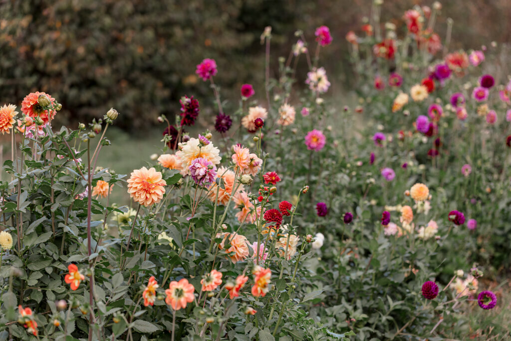 Rows of colorful dahlias blooming in the flower fields at Cassell Hollow Farm, featuring peach, coral, burgundy, pink, and purple flowers.
