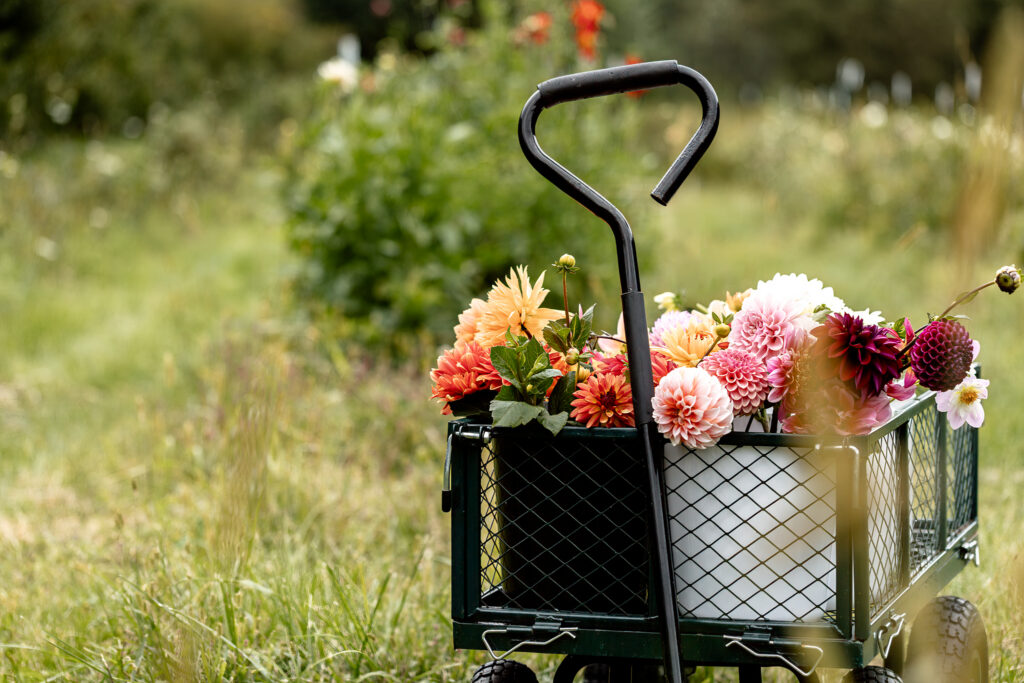 A garden cart filled with buckets of freshly cut dahlias sits in a flower field at Cassell Hollow Farm, ready to stock the Bloom Bar with colorful blooms.