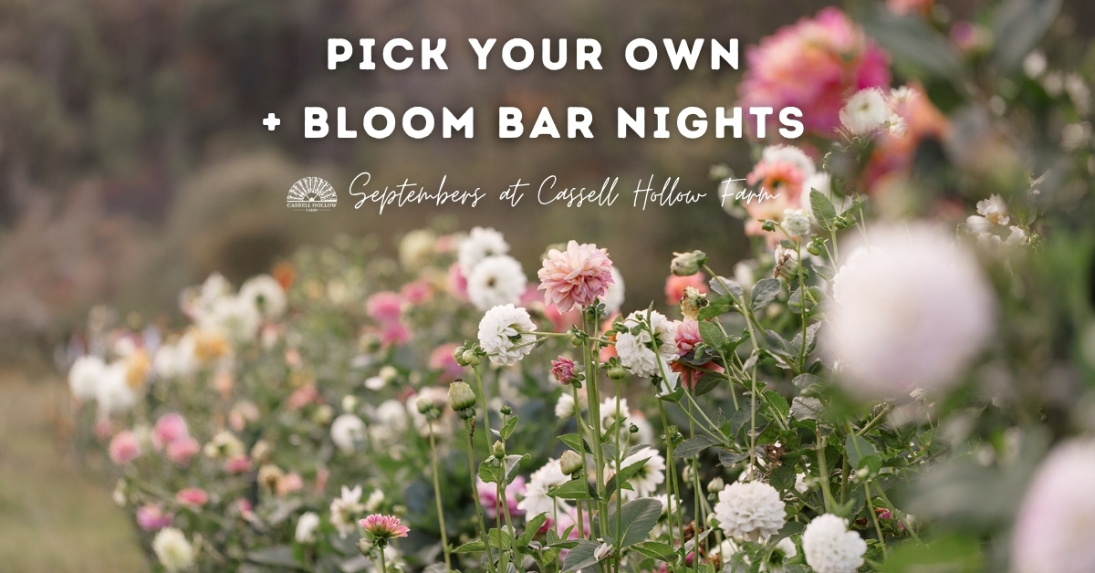 Blog header for Cassell Hollow Farm's Pick Your Own + Bloom Bar Nights featuring rows of blooming dahlias with the text "Pick Your Own + Bloom Bar Nights – September at Cassell Hollow Farm."