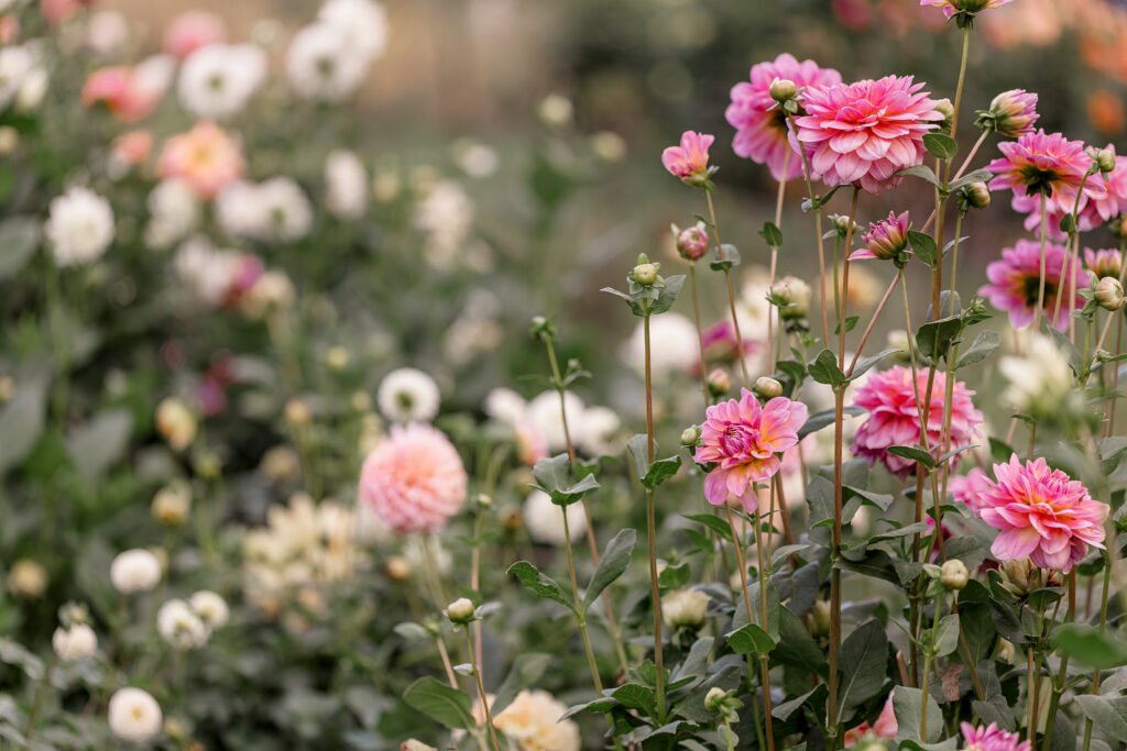 Soft pink dahlias blooming among white and blush flowers in the dahlia fields at Cassell Hollow Farm with a softly blurred background.