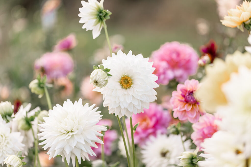 White and soft pink dahlias blooming in the flower fields at Cassell Hollow Farm with a dreamy, softly blurred background.